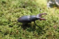 Lucanus cervus