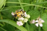 Rutpela maculata