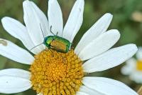 Cryptocephalus