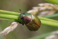 Anomala dubia