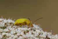 Cteniopus sulphureus