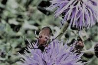 Rhagonycha fulva