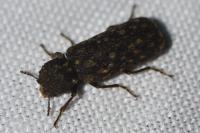 Lichenophanes varius
