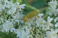 Cteniopus sulphureus