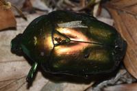 Cetonischema speciosissima