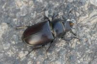 Lucanus cervus