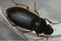 Pseudoophonus rufipes