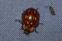 Myzia oblongoguttata