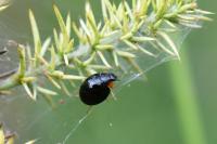 Parexochomus nigromaculatus