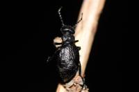 Eurymeloe rugosus