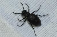 Eurymeloe rugosus