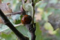 Harmonia axyridis