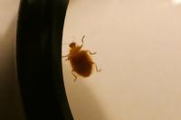 Halyzia sedecimguttata