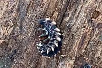 Lampyris