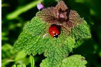Coccinella septempunctata