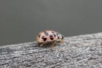 Oenopia conglobata