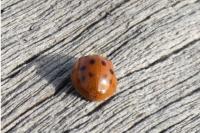 Harmonia axyridis