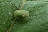 Cassida