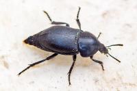 Ablattaria laevigata