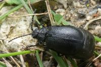 Galeruca tanaceti