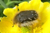 Tropinota hirta