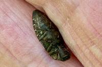 Agrypnus murinus