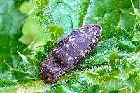 Agrypnus murinus