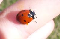 Coccinella septempunctata