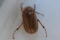 Rhizotrogus marginipes