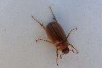 Rhizotrogus marginipes