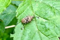 Peritelus sphaeroides