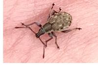 Peritelus sphaeroides