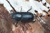 Dorcus parallelipipedus
