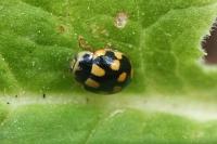 Propylea quatuordecimpunctata