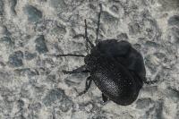 Galeruca tanaceti