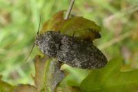 Agrypnus murinus