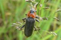 Cantharis fusca