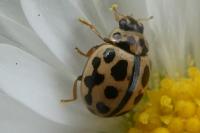 Tytthaspis sedecimpunctata