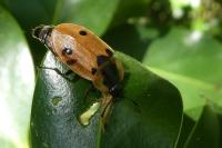 Dendroxena quadrimaculata