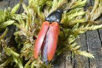 Ampedus