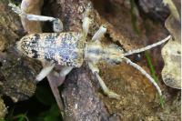 Rhagium sycophanta