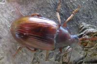 Gonodera luperus