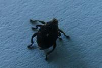 Mononychus punctumalbum