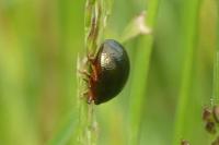 Chrysolina bankii