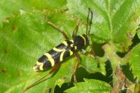 Clytus arietis