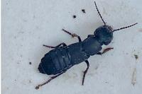Ocypus olens
