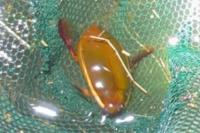 Cybister lateralimarginalis