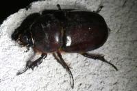 Oryctes nasicornis