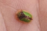 Cassida vibex