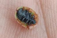 Cassida vibex